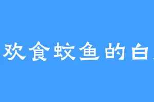 喜欢食蚊鱼的白凰