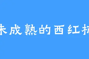 未成熟的西红柿