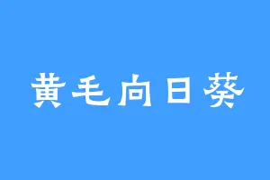 黄毛向日葵